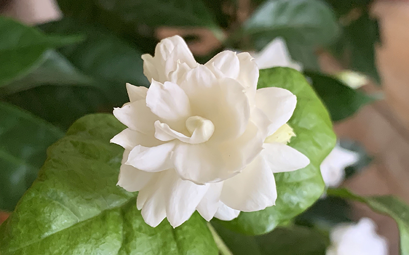 Arabian Jasmine